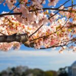 When to Expect Peak Bloom for D.C. Cherry Blossoms in 2025