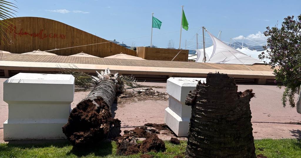 Cannes Croisette section closed by fallen palm tree, pedestrian reportedly injured