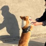 China’s first Corgi police dog causes stir after snatching sausage from child while on duty