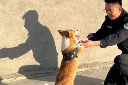 China’s first Corgi police dog causes stir after snatching sausage from child while on duty