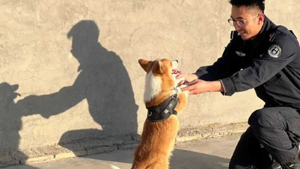 China’s first Corgi police dog causes stir after snatching sausage from child while on duty