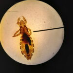 Madrid airport bug scare: Lice, bedbugs and biting panic — but outbreak unconfirmed
