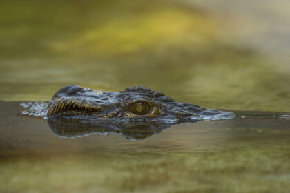 Trump opens ‘Alligator Alcatraz’
