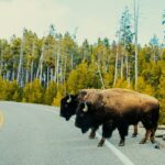 What to Do If You See Wildlife in National Parks