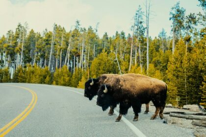 What to Do If You See Wildlife in National Parks