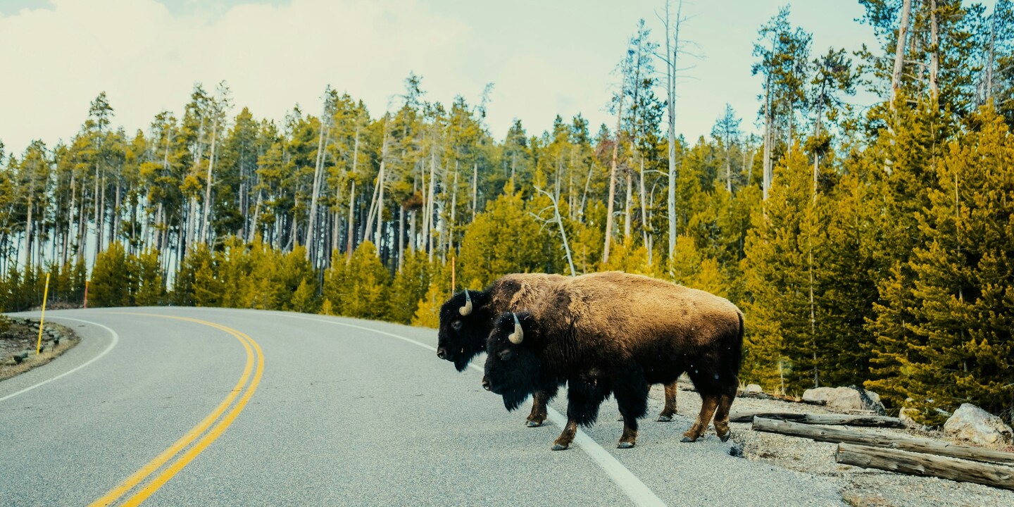 What to Do If You See Wildlife in National Parks