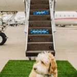Bark Air Launches Travel Concierge Service for Dog Owners