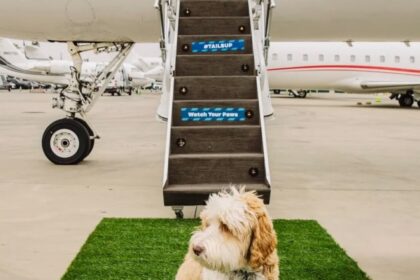 Bark Air Launches Travel Concierge Service for Dog Owners