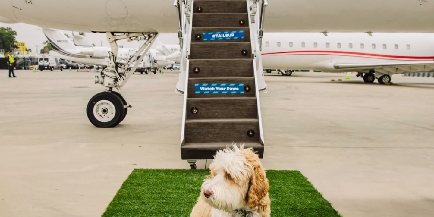 Bark Air Launches Travel Concierge Service for Dog Owners