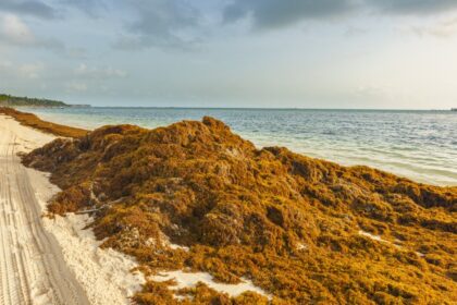 How Brown Sargassum Seaweed Could Affect Your Beach Vacation