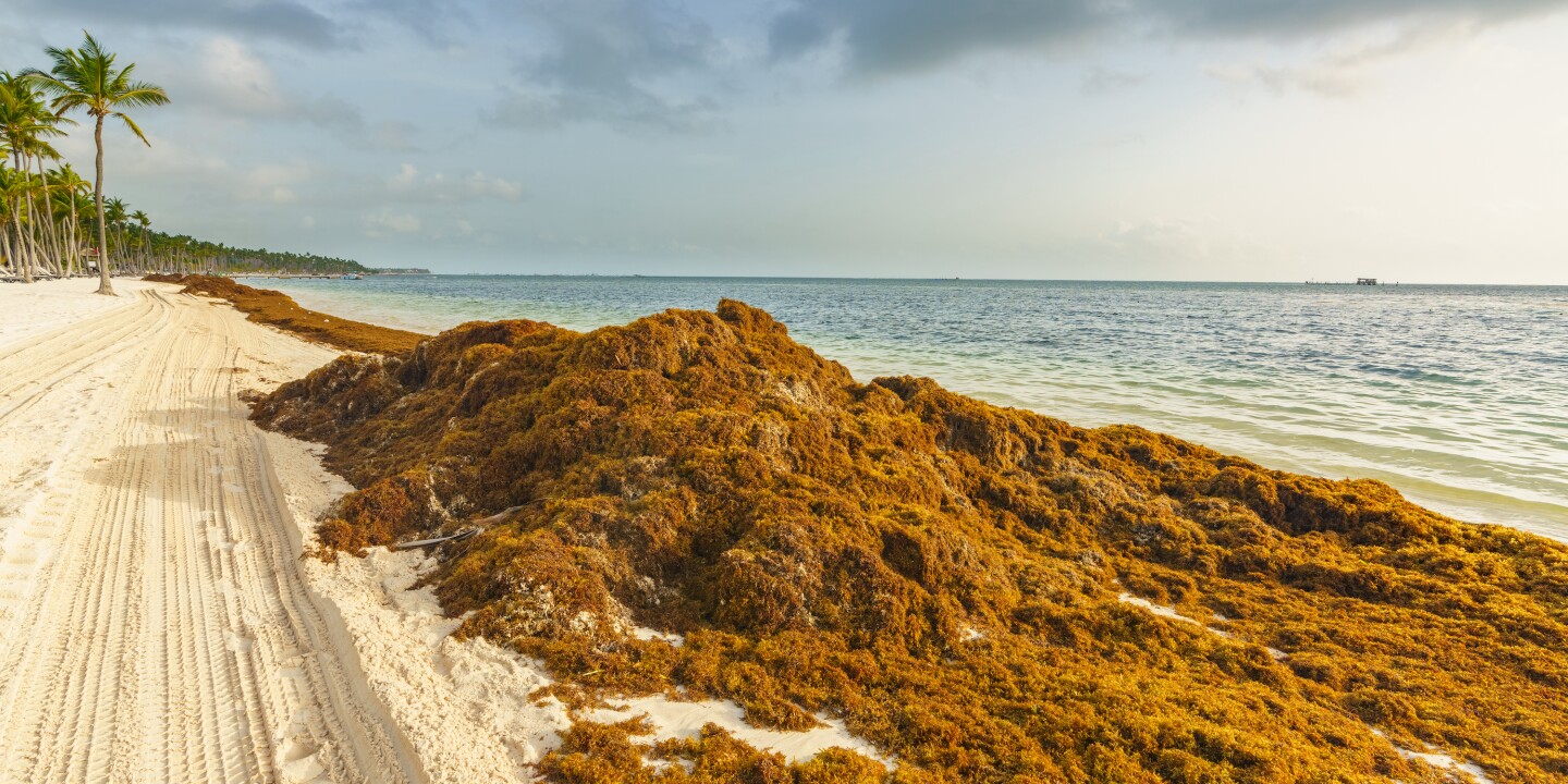 How Brown Sargassum Seaweed Could Affect Your Beach Vacation