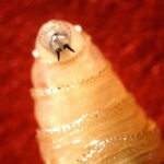 Flesh-eating screwworm detected in US