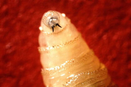 Flesh-eating screwworm detected in US