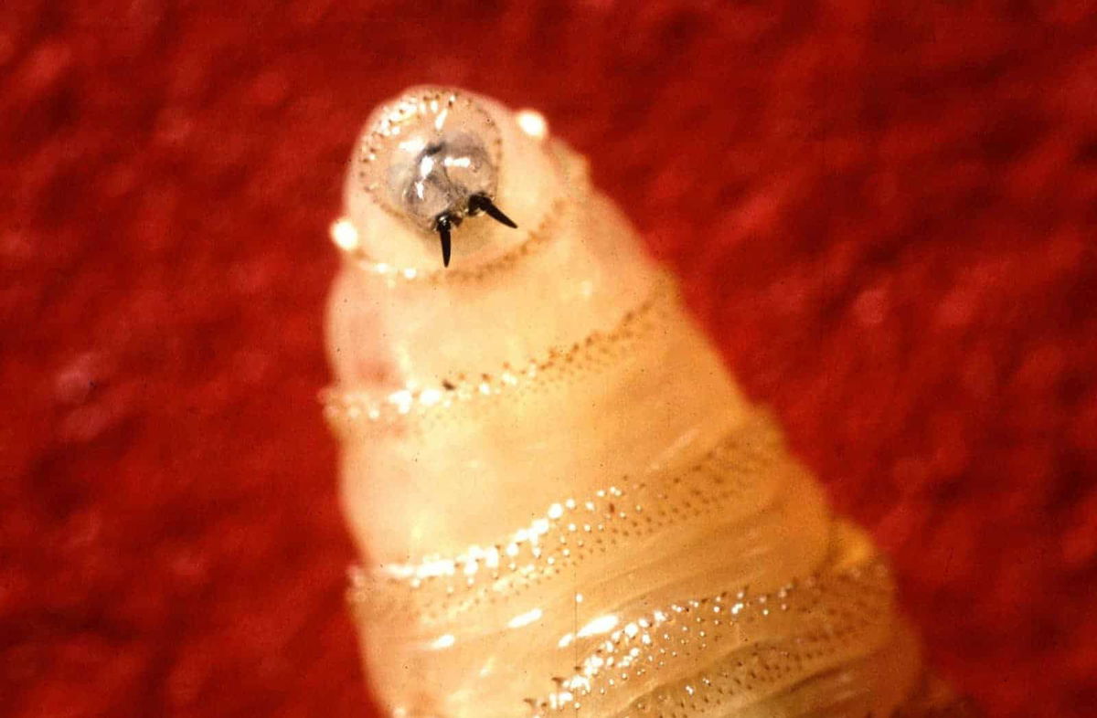 Flesh-eating screwworm detected in US