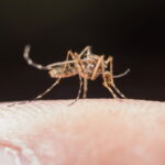 Scientists confirm first-ever mosquitoes in Iceland