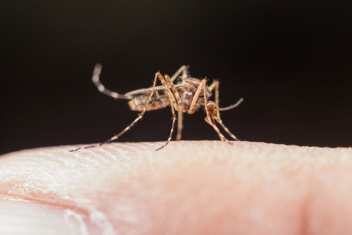 Scientists confirm first-ever mosquitoes in Iceland
