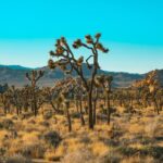 Can You Visit the National Parks During the 2025 Shutdown?