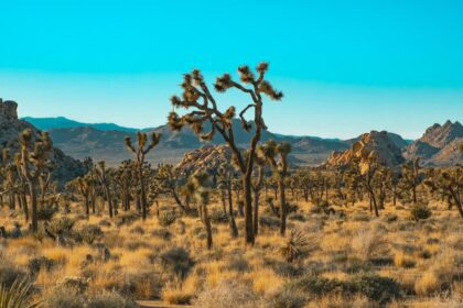 Can You Visit the National Parks During the 2025 Shutdown?