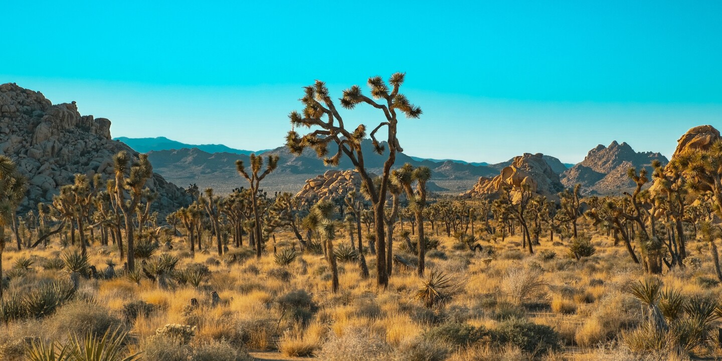 Can You Visit the National Parks During the 2025 Shutdown?