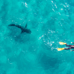 Rare Mediterranean shark attack claims diver’s life