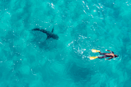 Rare Mediterranean shark attack claims diver’s life