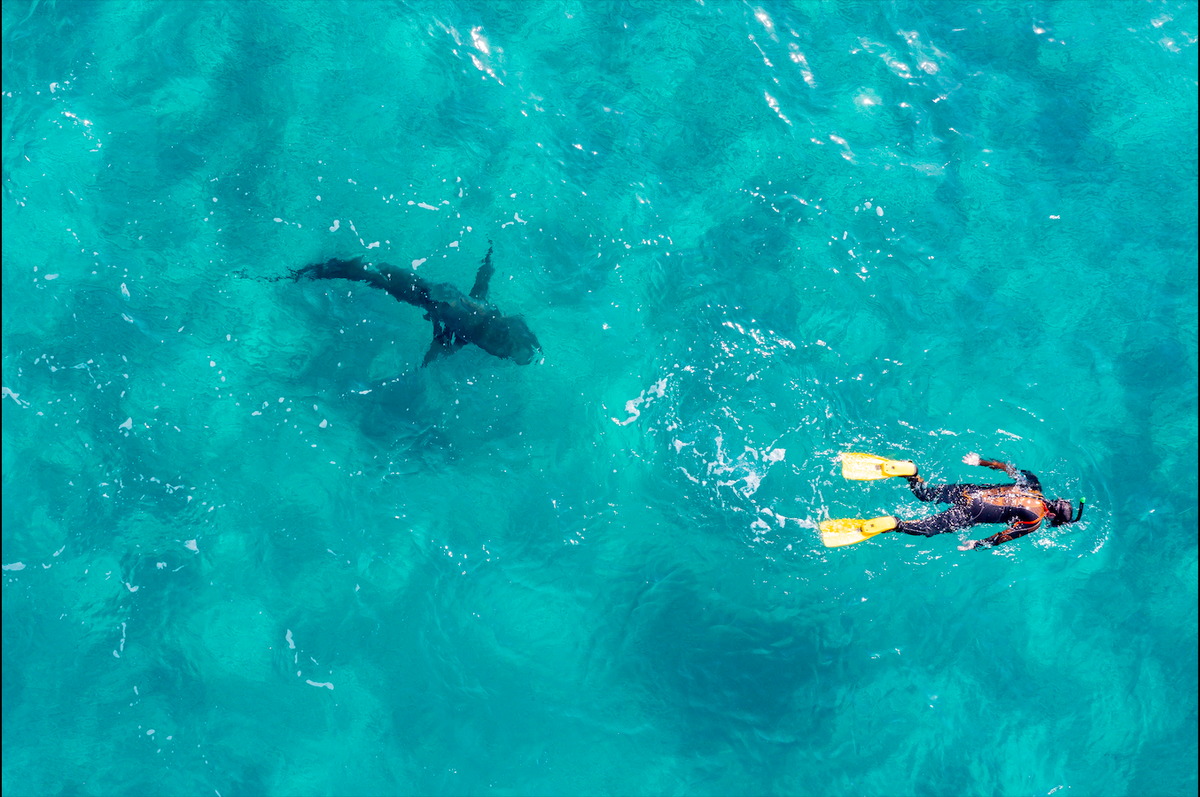 Rare Mediterranean shark attack claims diver’s life