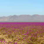 Blooming beautiful! Atacama Desert in rare transformation of World’s driest plains