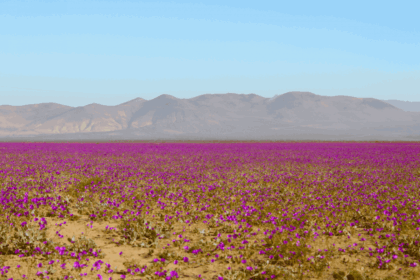 Blooming beautiful! Atacama Desert in rare transformation of World’s driest plains