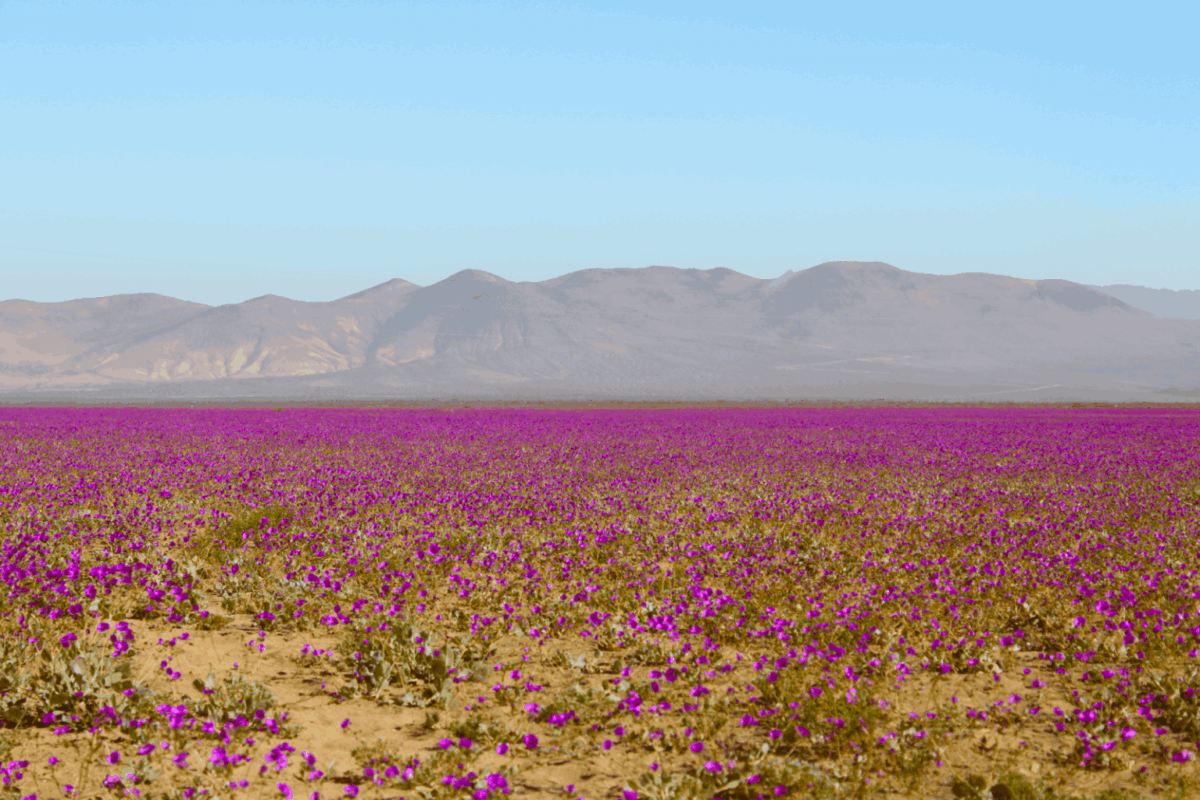Blooming beautiful! Atacama Desert in rare transformation of World’s driest plains
