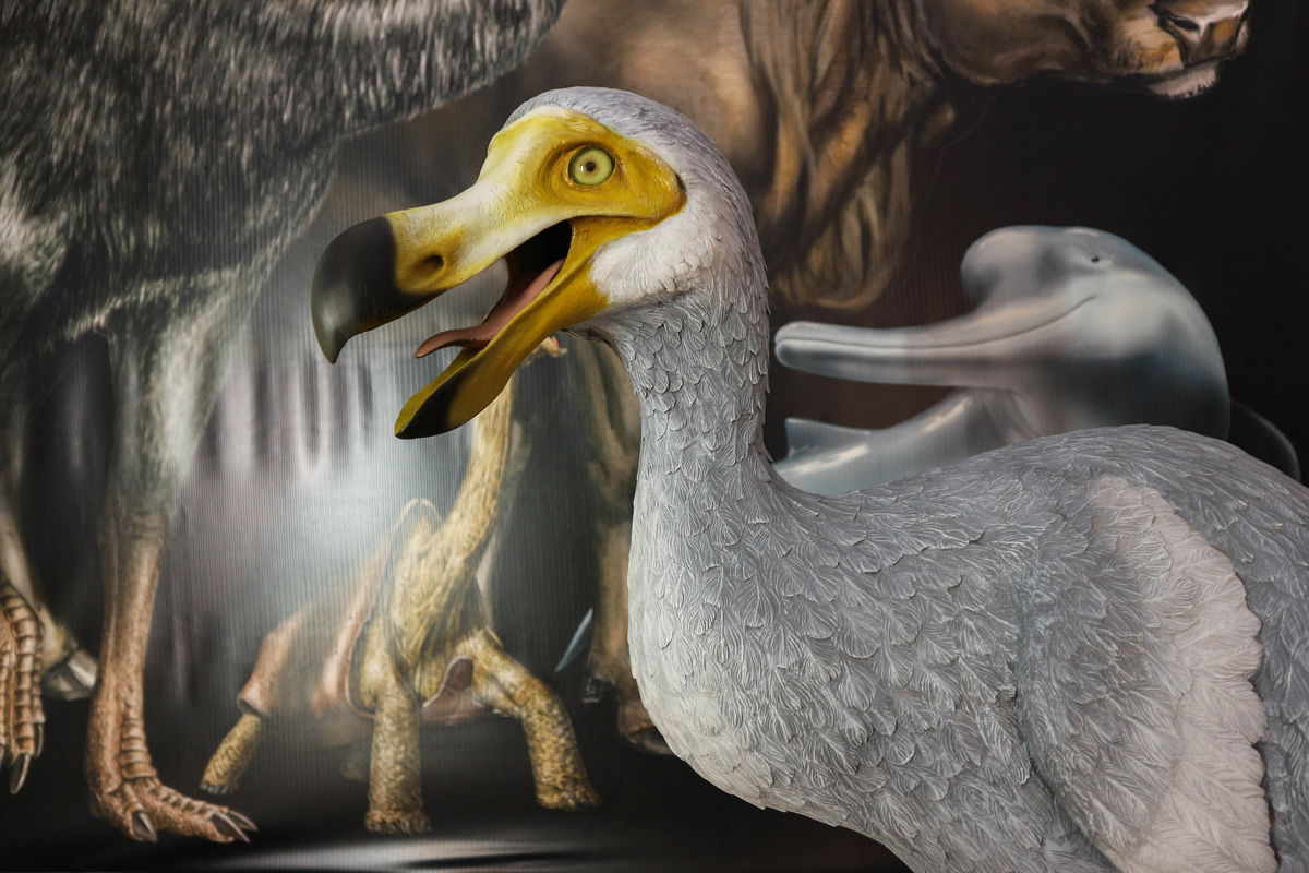Scientists on verge of resurrecting the Dodo