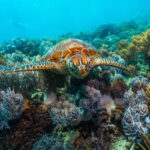 After years of bad news, scientists find new hope for the Great Barrier Reef amid Climate Change