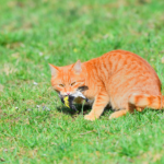 The hidden impact of domestic cats on wildlife revealed by social media