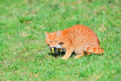 The hidden impact of domestic cats on wildlife revealed by social media