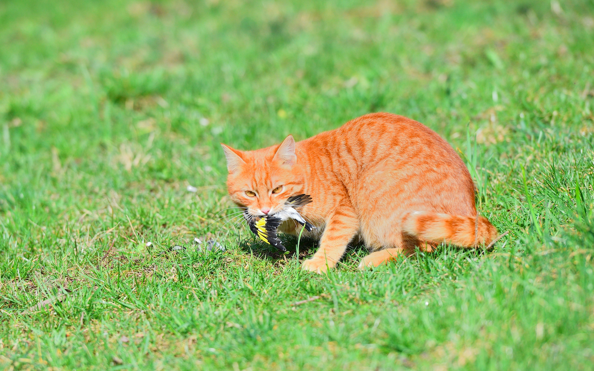 The hidden impact of domestic cats on wildlife revealed by social media
