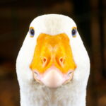 Geese deployed for guard duty at Brazilian prison