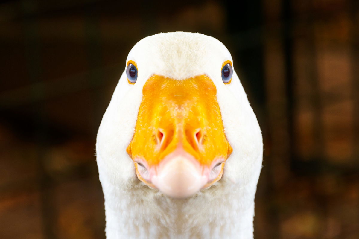 Geese deployed for guard duty at Brazilian prison